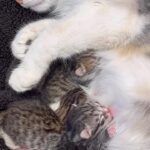 Gwen Stefani Instagram - our cat had 6 sweet kittens this morning and we were all there to watch - it was such an incredible experience !! they r sooo cute 😻😻