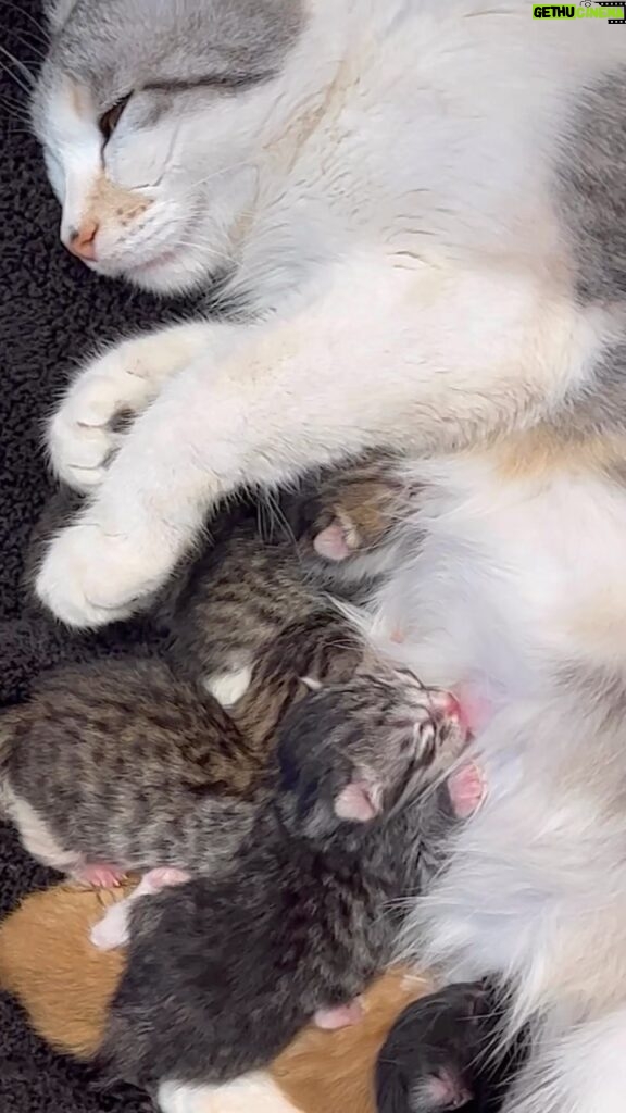 Gwen Stefani Instagram - our cat had 6 sweet kittens this morning and we were all there to watch - it was such an incredible experience !! they r sooo cute 😻😻