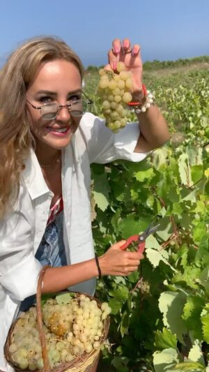 Hümeyra Aydoğdu Instagram - Bozcaada’da en sevdiğim zaman ♥️
Bağbozumu zamanı 🍇 

#bağbozumu #winery #wine #bozcaada #summer