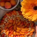 Hümeyra Aydoğdu Instagram - Dilerim bu bayram evlerinize mutluluk tılsımı dokunsun 🪄 Kayısılı pastamın tabanında yaz için en ideal tatlardan hafif ekşili limonlu kek hamuru kullandım. Limonlu kek tarifim Ön izlemelerde kayıtlı olan “Yaz Pastam “ adlı tarifimde kullandığım kek malzemeleriyle aynı 🍋 Kekimi pişirdikten sonra üzerine bolca kayısı dilimi yerleştirdim. Ve bu pastanın sırrına geliyorum 😍 tabi ki üzerinde kullandığım sos ; ( ben #vegan yumurtasız hazırladım ama orjinal tarifi veriyorum ) 1 yumurta 🥚 1 tatlı kaşığı tarçın 3 y.k.Esmer şeker yada Hindistan cevizi şekeri 100 gr eritilmiş tereyağı yada Hindistan cevizi yağı Tüm bu malzemeyi karıştırdım. Kayısıların üzerine her bir dilime dokunacak şekilde üzerine gezdirdim. Dolmalık fıstık, çam fıstığı, badem veya fındık kırıkları da olur. Kenar yanlarından üzerine paylaştırıp, fırınladım. 180 ° 25 dk pişirdim. Fırından çıkarıp hafif ılınınca üzerine biberiye dalı dokunuşu ve nefis bir yaz tarifi size 😍 Şimdiden afiyetle geçen 🪄 Sevgi dolu bir bayram diliyorum herkese ❤️ #happyeid #cake #apricot #vegandeutschland #bakery #düsseldorf #deutschland #lemoncake🍋 #recipe