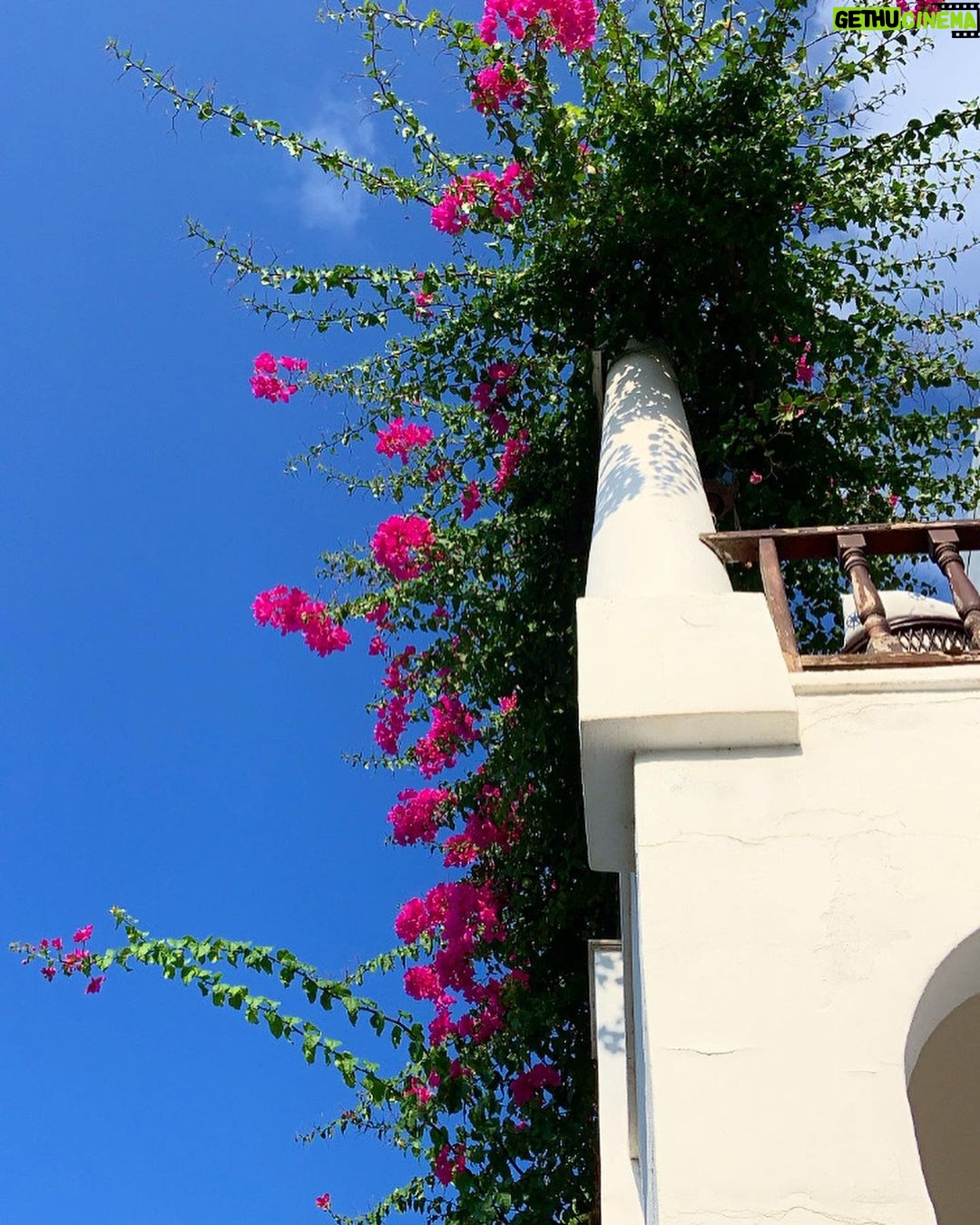 Hümeyra Aydoğdu - 816 Likes - 2022 Bodrum 🌺
#bodrum #summer #turkey #love