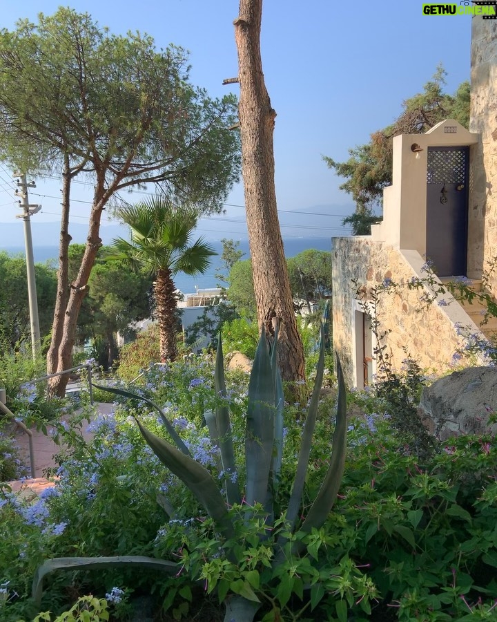 Hümeyra Aydoğdu - 816 Likes - 2022 Bodrum 🌺
#bodrum #summer #turkey #love
