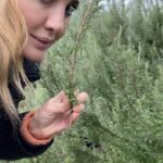 Hümeyra Aydoğdu Instagram - Selamlar güzel insanlar 🫶 Saç dökülmesi konusu maalesef hepimizin sıkıntısıymış. O kadar çok mesaj geldi ki… adını dahi duymadığım şampuan markalarımı dersiniz … kremler losyonlar serumlar neler neler … ben ilk olarak her zaman olduğu gibi doğal yöntemleri deneyip, baktım olmuyor o zaman doktor kontrolünde faydası görülmüş tedavilere yönlenmek istiyorum. İlk doğal yöntemimiz BİBERİYE SUYU 🌿 2. En çok önerilen ise Karanfil suyu oldu. Ve Saç mezoterapisi … Biberiye suyunu hazırlamak çok kolay; dallarıyla birlikte bahçeden topladıktan sonra 😀 kaynattım süzdüm. Fısfıslı bir şişeye aktardıktan sonra hergün yada gün aşırı olacak şekilde saçıma sıkıyorum. Saç diplerime masaj yapıyorum ve kurutuyorum. Şifa olsun diyerek başladım 🙏🏽🪄 Sizden de gerçekten işe yaramış olan yöntemlerinizi duymak isterim. Sevgiler 🫶 #saçdökülmesi #biberiyesuyu #natural #hair #saçmezoterapisi