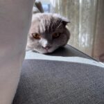 Hümeyra Aydoğdu Instagram - Annemle İstanbul da ❤️ 1. Annemle oyun oynarken 🥳 2. Anneannemin Orkideleri çok güzel 🤍 3. Pati 🐾 sürekli beni kokladı 🙃 4. Annemle gün batımını izliyoruz 5. İlk resim sergime geldim 🧑‍🎨 6. Kerim amcam bana gözlük taktı. Puro kimin bilmiyorum:) 7. İlk kız arkadaşlarımla tanıştım.Lâl bana ne güzel gülüyor:) 8. Nil elimi tuttu 🥰 Istanbul, Turkey