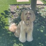 Halle Berry Instagram - dog life!