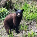 Halle Berry Instagram - Everyone wants to be a bear until they have to do what bears do! #NeverLetGoMovie