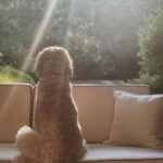 Halle Berry Instagram - Behind every strong woman are her dogs following her to the bathroom. Happy National Doggies Day everybody!