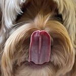 Halle Berry Instagram - Behind every strong woman are her dogs following her to the bathroom. Happy National Doggies Day everybody!