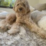 Halle Berry Instagram - when your dog and sofa become 1