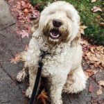 Halle Berry Instagram – some dogs feel the rain, and some just get wet! 🐾 #feelitlikero