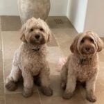 Halle Berry Instagram – I think they were outside KUNG-FU fighting!