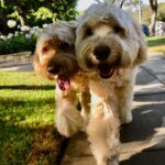 Halle Berry Instagram - … a little puparazzi on National Dog Day ❤️ 🐾 #Jax #Ro rē•align your workouts with animal wellness this Fitness Friday by heading over to @respin or clicking the link in my bio.