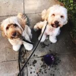 Halle Berry Instagram - Sorry, I’m so late …busy doing dog mom shyt! Happy Dog Mom’s Day to all the Dog Moms !