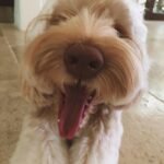 Halle Berry Instagram - Behind every strong woman are her dogs following her to the bathroom. Happy National Doggies Day everybody!