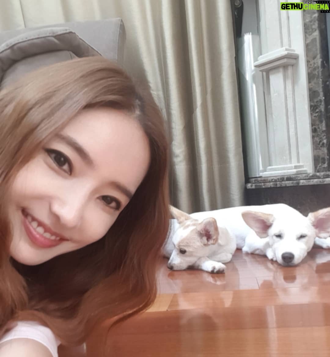 Han Chae-young Instagram - #우리집에해피가왔다 #핫 #루비 #나른한오후 #피고피곤 #Hot #Ruby #asleep #배변훈련완료👌 #pottytrainingdone #awesome 🤗🤗