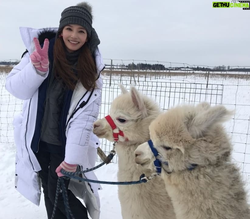 Han Chae-young Instagram - #알파카 #너무귀여워 #alpaca #isntitadorable #lifeinthefarm Tallinn, Estonia