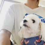 Han Chae-young Instagram - 굿모닝!! 날씨좋은데 산책가야지~~~!! #sundaymorning before #headingout for #naicewalk 😘with my #weiwei.