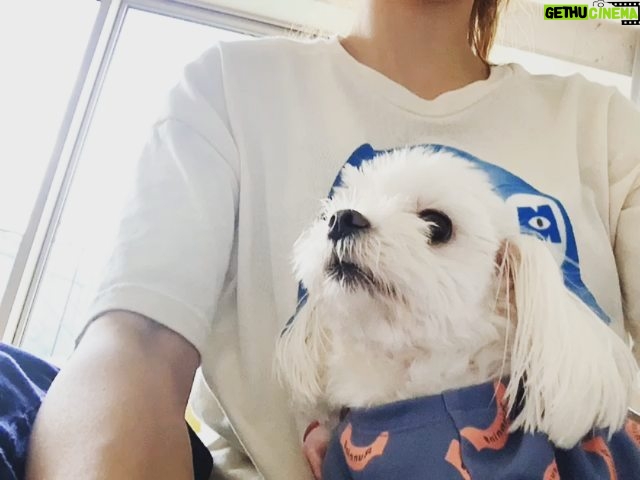 Han Chae-young Instagram - 굿모닝!! 날씨좋은데 산책가야지~~~!! #sundaymorning before #headingout for #naicewalk 😘with my #weiwei.