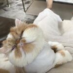 Han Lu Instagram - 黄儿 二胖儿 球球 馒头 😎