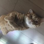 Han Lu Instagram - 黄儿 二胖儿 球球 馒头 😎