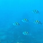 Hanady Mehanna Instagram - Undersea Restaurant off the bucket list 🐠🐙🐳🦈 #conradmaldives #themuraka Ithaa Underwater Restaurant, Maldives