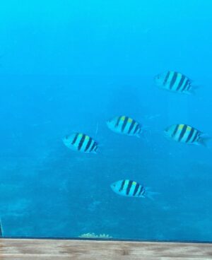 Hanady Mhana Instagram - Undersea Restaurant off the bucket list 🐠🐙🐳🦈

#conradmaldives #themuraka