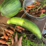 Hanna Verboom Instagram - Wist je dat 80% van de producten in onze supermarkten ongezond is? Sterker nog, gezond eten wordt alsmaar duurder terwijl ongezond eten relatief goedkoop blijft. Je ziet gewoon dat we op verschillende lagen een systeem hebben gecreëerd, waarin ongezonde keuzes aantrekkelijk gemaakt worden. En hierdoor wordt het heel moeilijk voor ons en voor onze kinderen om gezonde keuzes te maken en dat heeft dan weer een gigantisch grote invloed op onze (mentale) gezondheid. Hierover heb ik samen met o.a. de @hartstichting @renzeklamer en @diabetesfonds een serie aan korte docu’s over gemaakt. Binnenkort gaan we live maar op www.opzoeknaargezond.nl kan je alvast meer info en feiten uit onze research terug vinden. Oh ja en slide naar rechts voor mijn eigen ‘gezondeten’ productie 😂 Getting there! 🥕🌽🥦 #opzoeknaargezond van @gezondegeneratie is een initiatief van @diabetesfonds @Hartstichting @mldstichting @nierstichting_nederland en partners, samen op weg naar een #gezondegeneratie. Lees meer op www.opzoeknaargezond.nl.