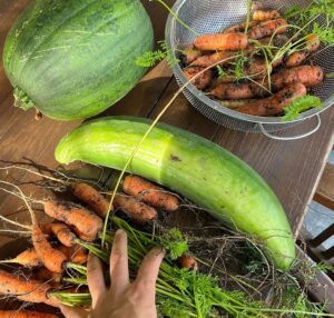 Hanna Verboom Instagram - Wist je dat 80% van de producten in onze supermarkten ongezond is? Sterker nog, gezond eten wordt alsmaar duurder terwijl ongezond eten relatief goedkoop blijft. Je ziet gewoon dat we op verschillende lagen een systeem hebben gecreëerd, waarin ongezonde keuzes aantrekkelijk gemaakt worden. En hierdoor wordt het heel moeilijk voor ons en voor onze kinderen om gezonde keuzes te maken en dat heeft dan weer een gigantisch grote invloed op onze (mentale) gezondheid. Hierover heb ik samen met o.a. de @hartstichting @renzeklamer en @diabetesfonds een serie aan korte docu’s over gemaakt. Binnenkort gaan we live maar op www.opzoeknaargezond.nl kan je alvast meer info en feiten uit onze research terug vinden. Oh ja en slide naar rechts voor mijn eigen ‘gezondeten’ productie 😂 Getting there! 🥕🌽🥦

#opzoeknaargezond van @gezondegeneratie is een initiatief van @diabetesfonds @Hartstichting @mldstichting @nierstichting_nederland en partners, samen op weg naar een #gezondegeneratie. Lees meer op www.opzoeknaargezond.nl.