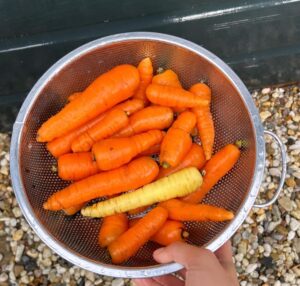 Hanna Verboom Instagram - Wist je dat 80% van de producten in onze supermarkten ongezond is? Sterker nog, gezond eten wordt alsmaar duurder terwijl ongezond eten relatief goedkoop blijft. Je ziet gewoon dat we op verschillende lagen een systeem hebben gecreëerd, waarin ongezonde keuzes aantrekkelijk gemaakt worden. En hierdoor wordt het heel moeilijk voor ons en voor onze kinderen om gezonde keuzes te maken en dat heeft dan weer een gigantisch grote invloed op onze (mentale) gezondheid. Hierover heb ik samen met o.a. de @hartstichting @renzeklamer en @diabetesfonds een serie aan korte docu’s over gemaakt. Binnenkort gaan we live maar op www.opzoeknaargezond.nl kan je alvast meer info en feiten uit onze research terug vinden. Oh ja en slide naar rechts voor mijn eigen ‘gezondeten’ productie 😂 Getting there! 🥕🌽🥦

#opzoeknaargezond van @gezondegeneratie is een initiatief van @diabetesfonds @Hartstichting @mldstichting @nierstichting_nederland en partners, samen op weg naar een #gezondegeneratie. Lees meer op www.opzoeknaargezond.nl.