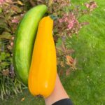 Hanna Verboom Instagram - Wist je dat 80% van de producten in onze supermarkten ongezond is? Sterker nog, gezond eten wordt alsmaar duurder terwijl ongezond eten relatief goedkoop blijft. Je ziet gewoon dat we op verschillende lagen een systeem hebben gecreëerd, waarin ongezonde keuzes aantrekkelijk gemaakt worden. En hierdoor wordt het heel moeilijk voor ons en voor onze kinderen om gezonde keuzes te maken en dat heeft dan weer een gigantisch grote invloed op onze (mentale) gezondheid. Hierover heb ik samen met o.a. de @hartstichting @renzeklamer en @diabetesfonds een serie aan korte docu’s over gemaakt. Binnenkort gaan we live maar op www.opzoeknaargezond.nl kan je alvast meer info en feiten uit onze research terug vinden. Oh ja en slide naar rechts voor mijn eigen ‘gezondeten’ productie 😂 Getting there! 🥕🌽🥦 #opzoeknaargezond van @gezondegeneratie is een initiatief van @diabetesfonds @Hartstichting @mldstichting @nierstichting_nederland en partners, samen op weg naar een #gezondegeneratie. Lees meer op www.opzoeknaargezond.nl.
