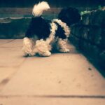 Hannah John-Kamen Instagram - My Mowgli ♥️