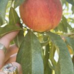 Hannah Kasulka Instagram - Summer recap teaser 🍑 I’ve been all over & Georgia really does have the best peaches. Luckily I got some this summer straight from my hometown : the peach state herself . . . . . #slowliving #lifestylephotography #filmmaker #actor