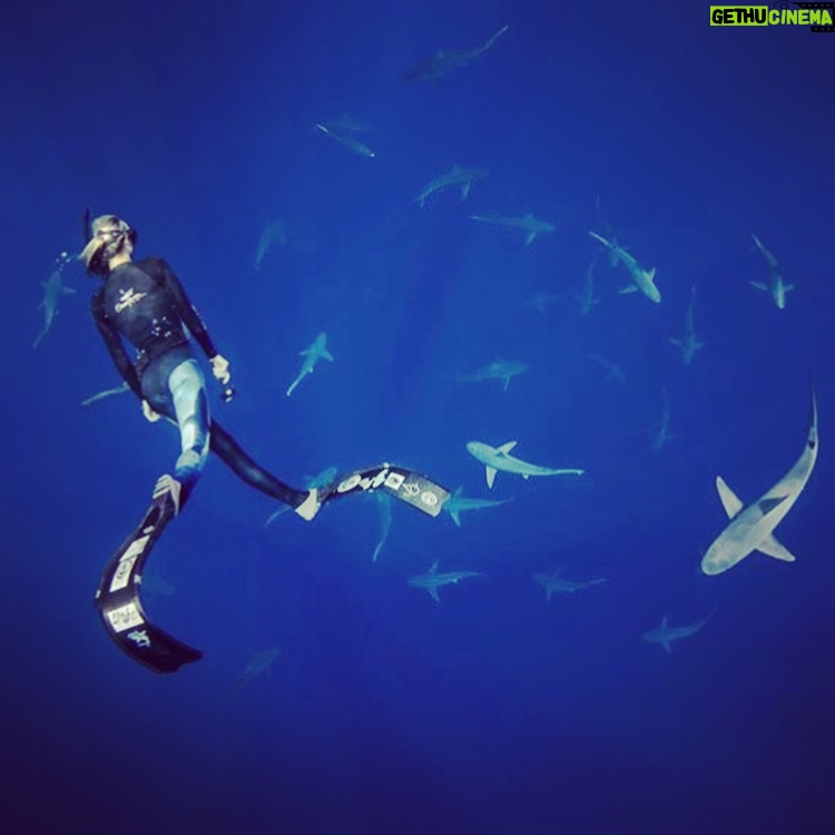 Hannah Kasulka - 2.2K Likes - In honor of #SharkWeek here's a #tbt of me after snorkeling with sharks with @oneoceandiving. Before you freak out here's some facts: Your odds of dying from a shark attack are 1 in 3,748,067. Your odds of dying from a car accident are 1 in 114. After swimming with them I can attest that driving is WAY scarier than sharks. We need sharks for the health of our planet and to continue to portray sharks as mindless killing machines threatens the safety of this vital species. Losing these important predators could have detrimental affects on our oceans and our planet. Click the link in my bio to tell Congress we need a #FinBanNow 🦈💙