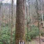 Hannah Kasulka Instagram - Had the best time staying @mulberrygapadvbasecamp & exploring Elijay🌲 💚 Ellijay Georgia Blue Ridge Mountains