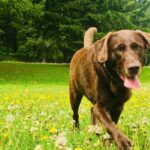 Hannah Nordberg Instagram – … flowers for days … #mysweetgirl #cocoa #herhappyplace #fetch