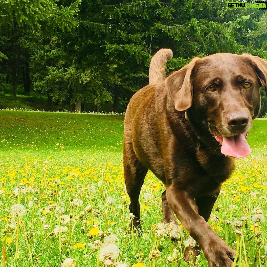 Hannah Nordberg Instagram - ... flowers for days ... #mysweetgirl #cocoa #herhappyplace #fetch