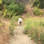Hannah Nordberg Instagram – 🐾 hiking buddy #comingatcha #yellow #wildflowers #waitforme #myboy #loveandjoy #grateful #smilingdog #alwayshappy #dogsofinstagram