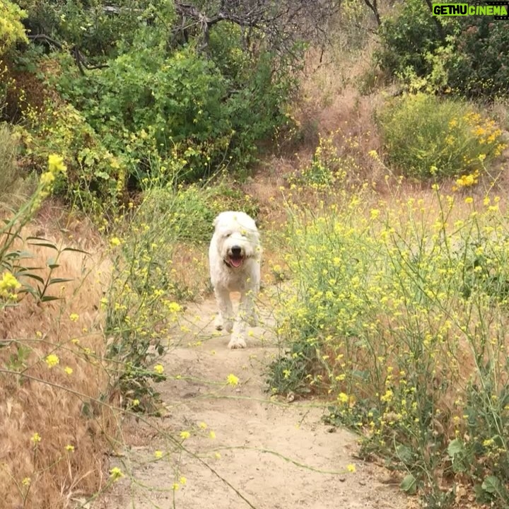 Hannah Nordberg Instagram - 🐾 hiking buddy #comingatcha #yellow #wildflowers #waitforme #myboy #loveandjoy #grateful #smilingdog #alwayshappy #dogsofinstagram