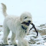 Hannah Nordberg Instagram - its a dog’s life 💙#happynationalpuppyday #dogsofinstagram #thelovesofmylife #tenmonthsold #ziggy #myboy #cocoa