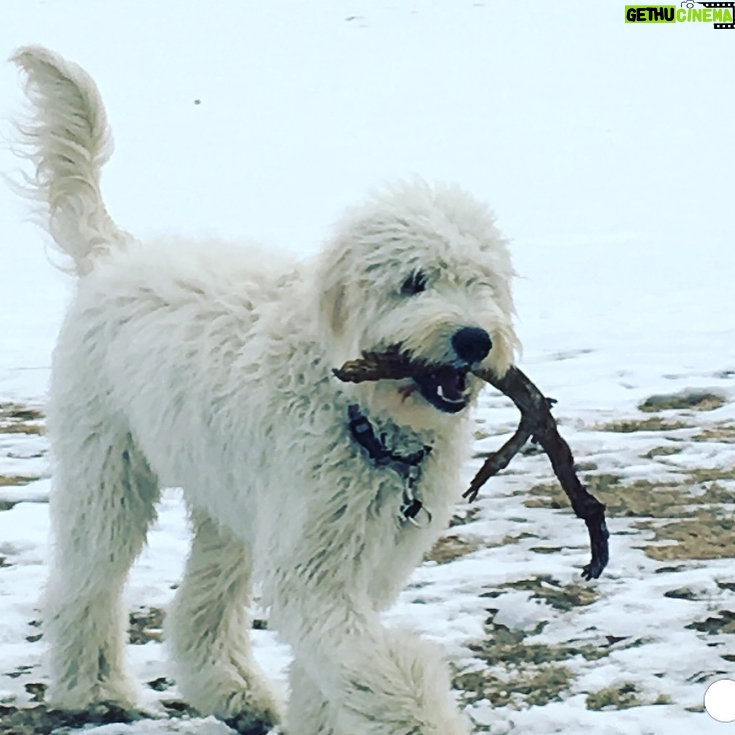 Hannah Nordberg Instagram - its a dog’s life 💙#happynationalpuppyday #dogsofinstagram #thelovesofmylife #tenmonthsold #ziggy #myboy #cocoa