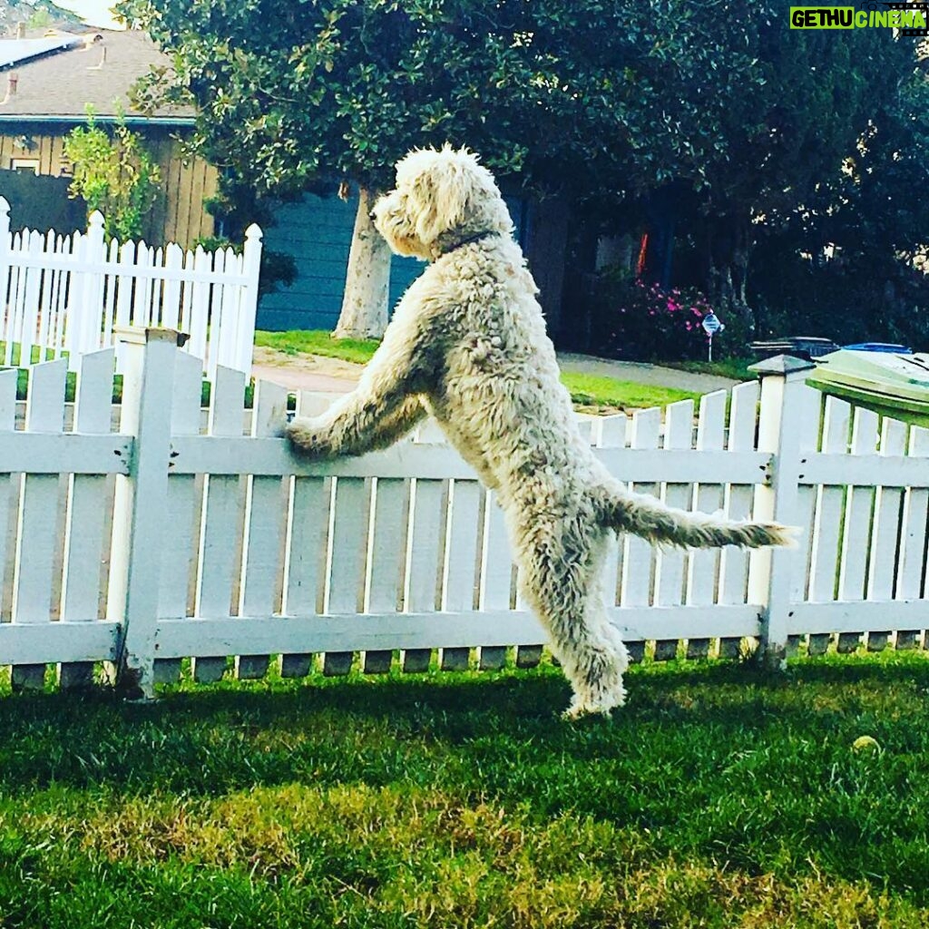 Hannah Nordberg Instagram - 8 months old tomorrow 💚 #sayinghitotheneighbors #beastieboy #love #dogsofinstagram #heisgettingsobig