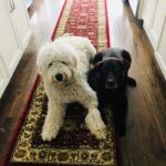 Hannah Nordberg Instagram - its a dog’s life 💙#happynationalpuppyday #dogsofinstagram #thelovesofmylife #tenmonthsold #ziggy #myboy #cocoa