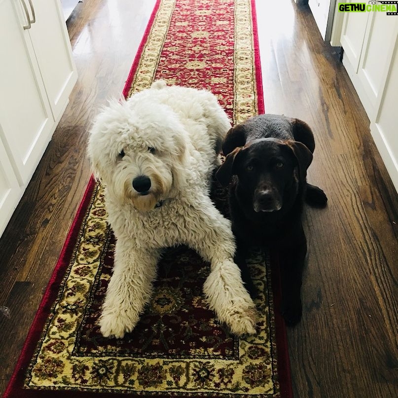 Hannah Nordberg Instagram - its a dog’s life 💙#happynationalpuppyday #dogsofinstagram #thelovesofmylife #tenmonthsold #ziggy #myboy #cocoa