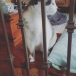 Hayden Byerly Instagram – These are most of my days.  Just bothering Lilly as much as I can.