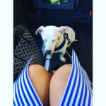 Helen George Instagram – The guilty face of a dog who just shat himself on the steps of Liberty.