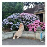 Helen George Instagram - TB to being outdressed by a hydrangea bush. 🌸