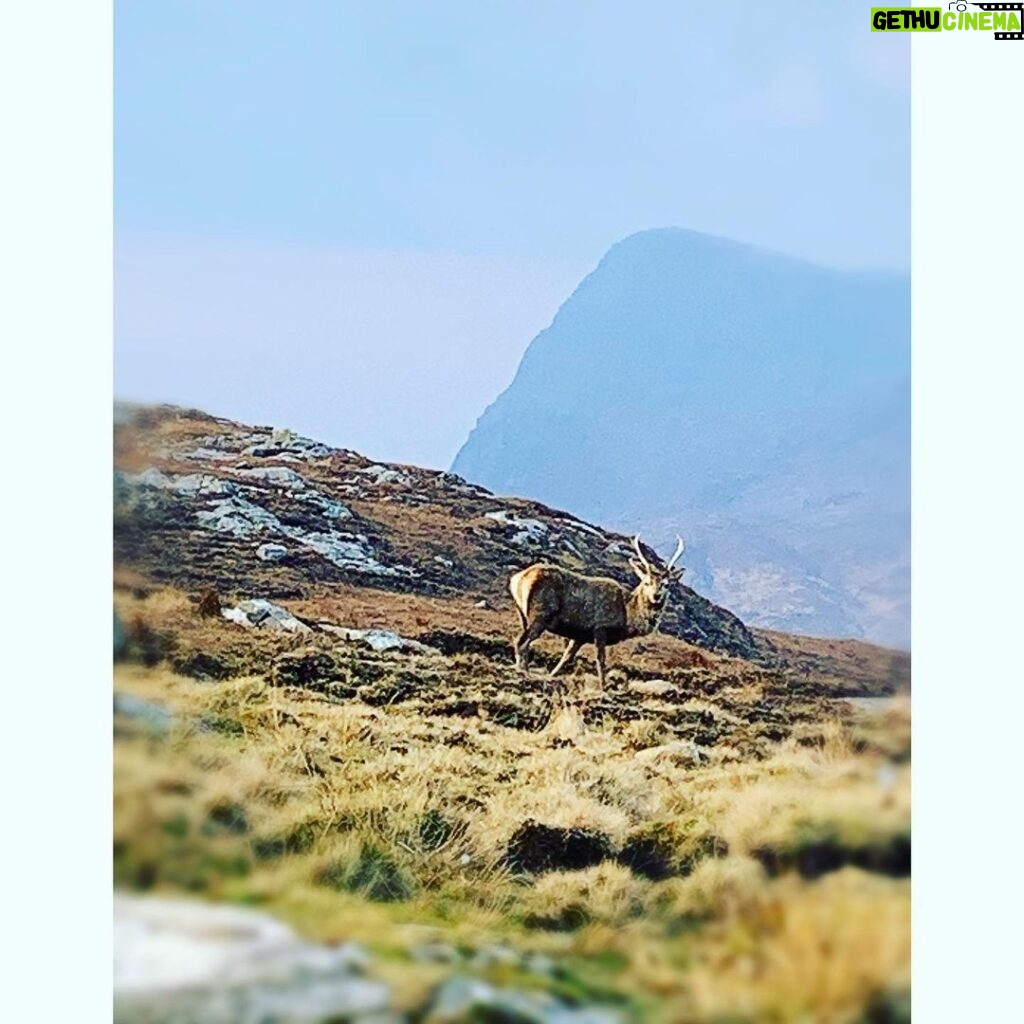 Helen George Instagram - Stag on the beautiful Isle of Lewis, caught whilst filming our Christmas Special Isle of Harris