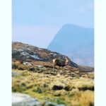 Helen George Instagram - Stag on the beautiful Isle of Lewis, caught whilst filming our Christmas Special Isle of Harris