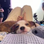 Hendery Instagram – Puppy~