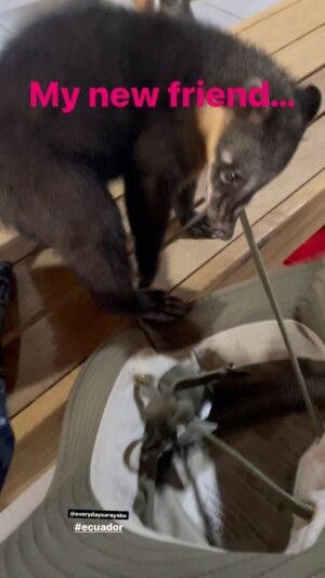 Hendrik Streeck Instagram - Der kleine Nasenbär wurde in Ecuador sehr schnell zum Freund. #virology #virologyontour #virologe